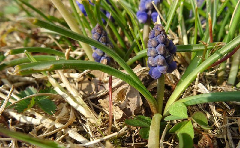 Muscari neglectum - Asparagaceae